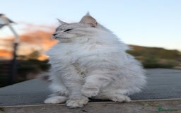 Maine Coon cats for sale: Black Silver Shaded proven stud boy - Advert 6