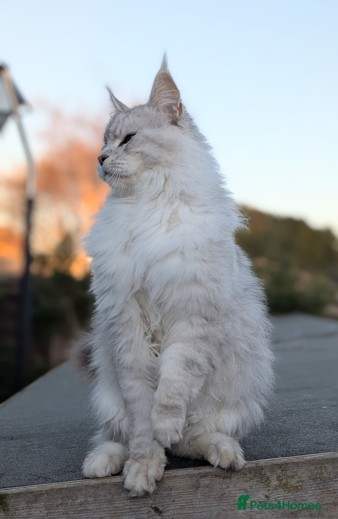 Maine Coon cats for sale: Black Silver Shaded proven stud boy - Advert 6