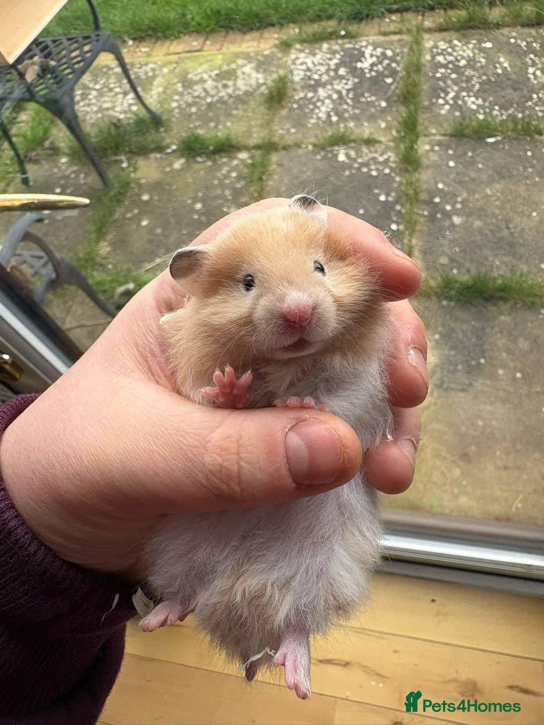 Hamster rodents for sale: Pedigree Syrian hamsters - Advert 6