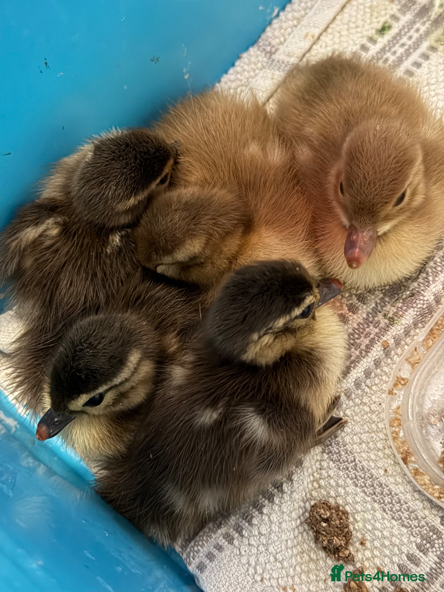 Ducks poultry Mandarin ducklings - Advert 1