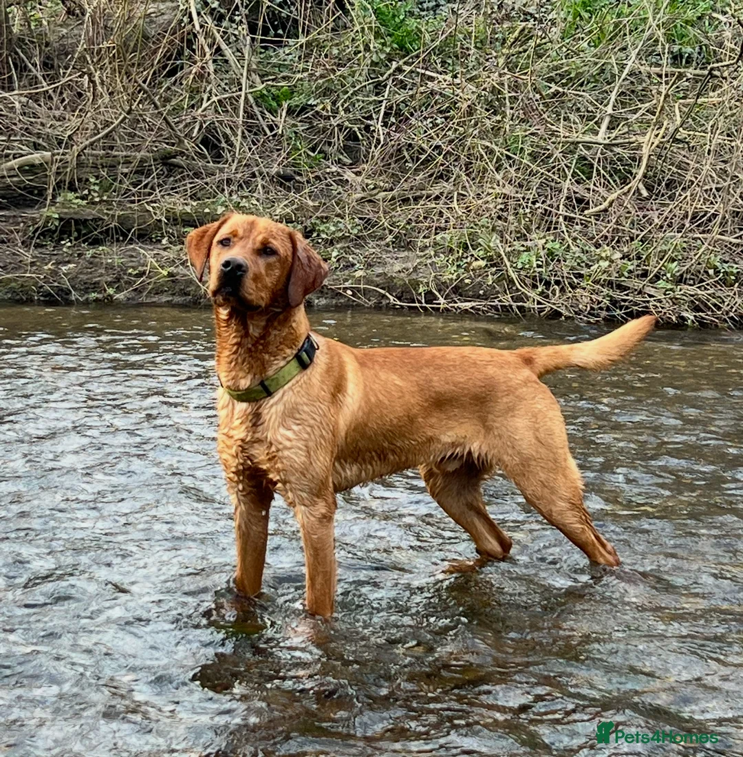 Labrador Retriever dogs for stud: KC Fox Red health tested stud  in Wimborne - Advert 3