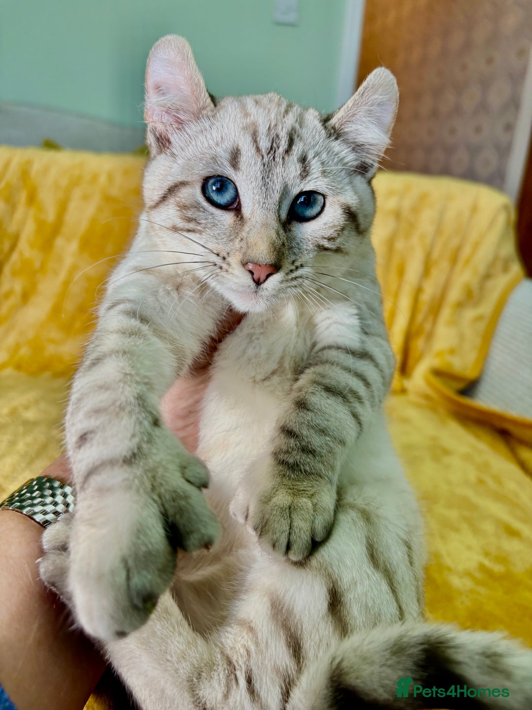 Keetso cats for sale: Superb polydactyl curled eared girl - Advert 22