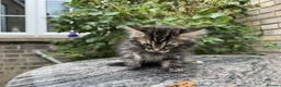 Maine Coon cats for sale: Maine Coon Bengal Cross Kittens - Advert 6