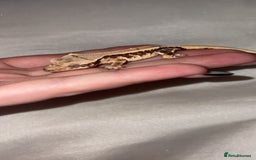 Gecko reptiles for sale: 2 crested geckos w/setup - Image 3