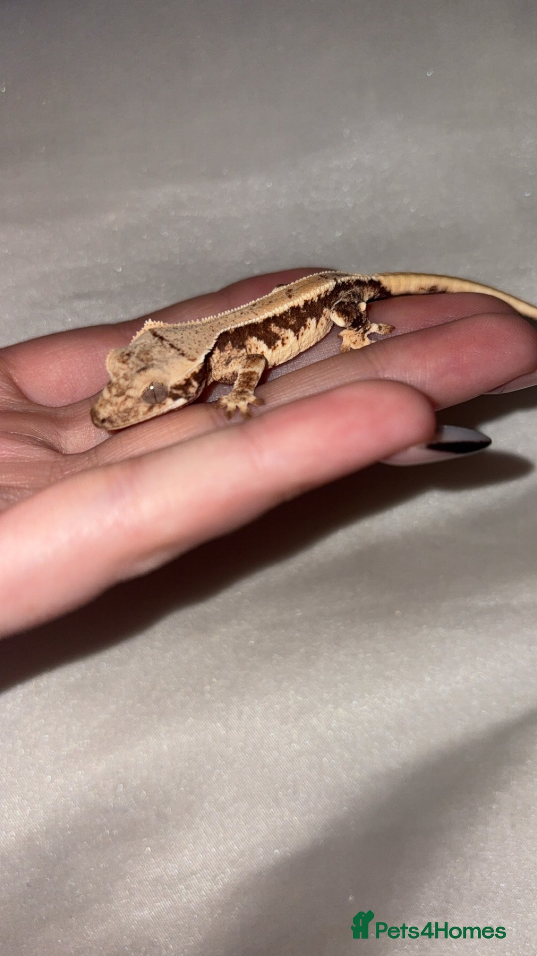 Gecko reptiles for sale: 2 crested geckos w/setup - Image 3