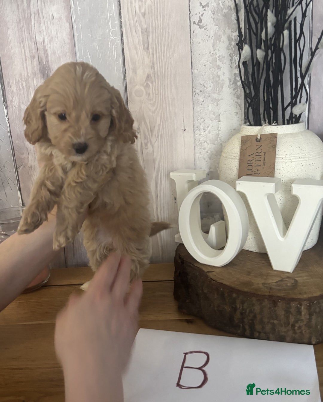 Cockapoo dogs for sale: Cockapoo Puppies looking for their forever homes - Advert 7