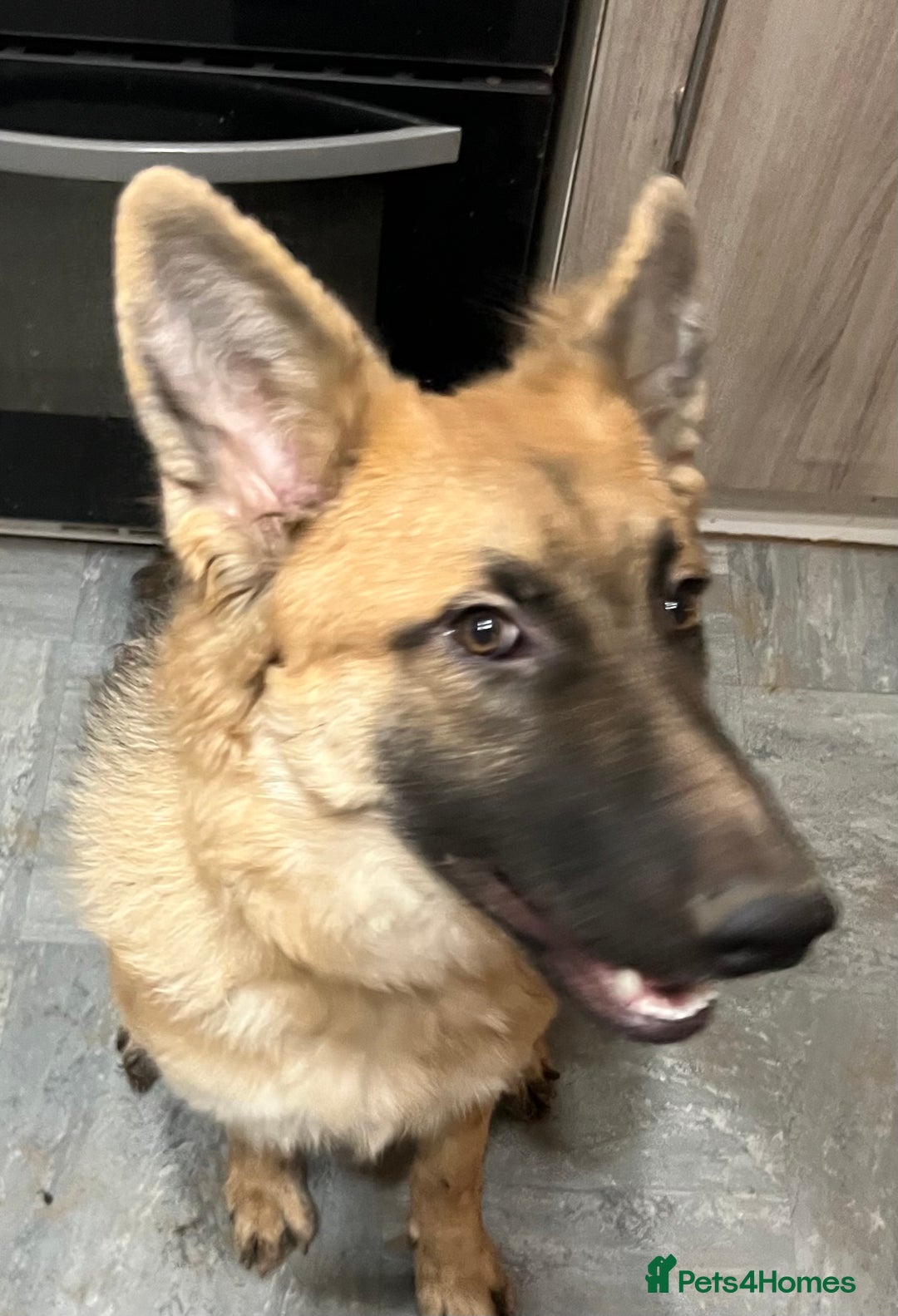 German Shepherd dogs for sale: Beautiful straight backed German shepherd  - Advert 6
