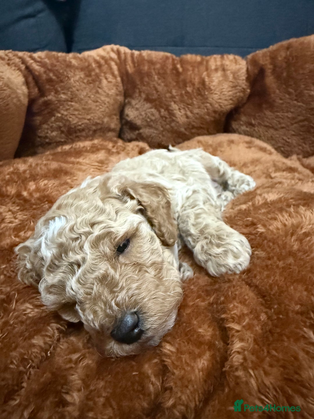 Miniature Poodle dogs for sale: Beautiful Miniature Poodles For Sale  - Image 11