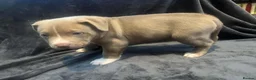 American Bully dogs for sale: Beautifully bully pups 8 week old  in Accrington - Advert 7