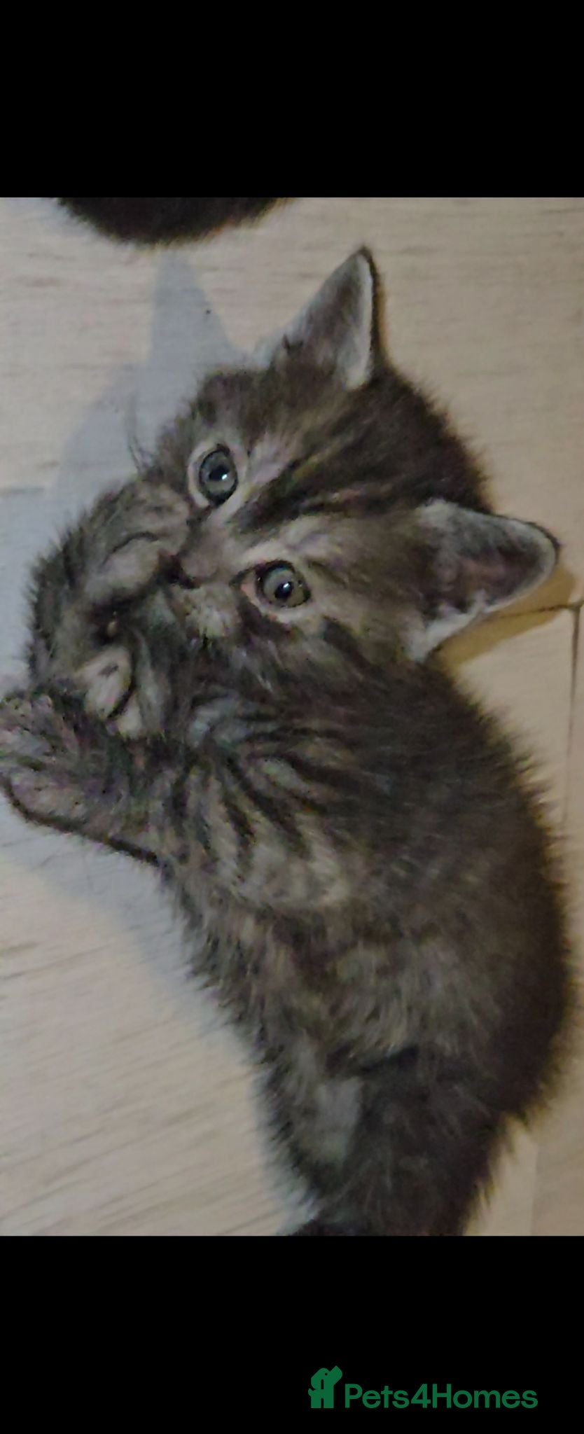 British Shorthair cats Beautiful British short hair kittens. - Advert 2