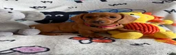 Miniature Dachshund dogs for sale: KC Mini Dachshund.  - Advert 16