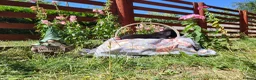 Springador dogs for sale: 6 beautiful springador Puppies fo4 sale - Advert 2