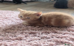 Domestic Shorthair cats for sale: Ready now  - Image 8