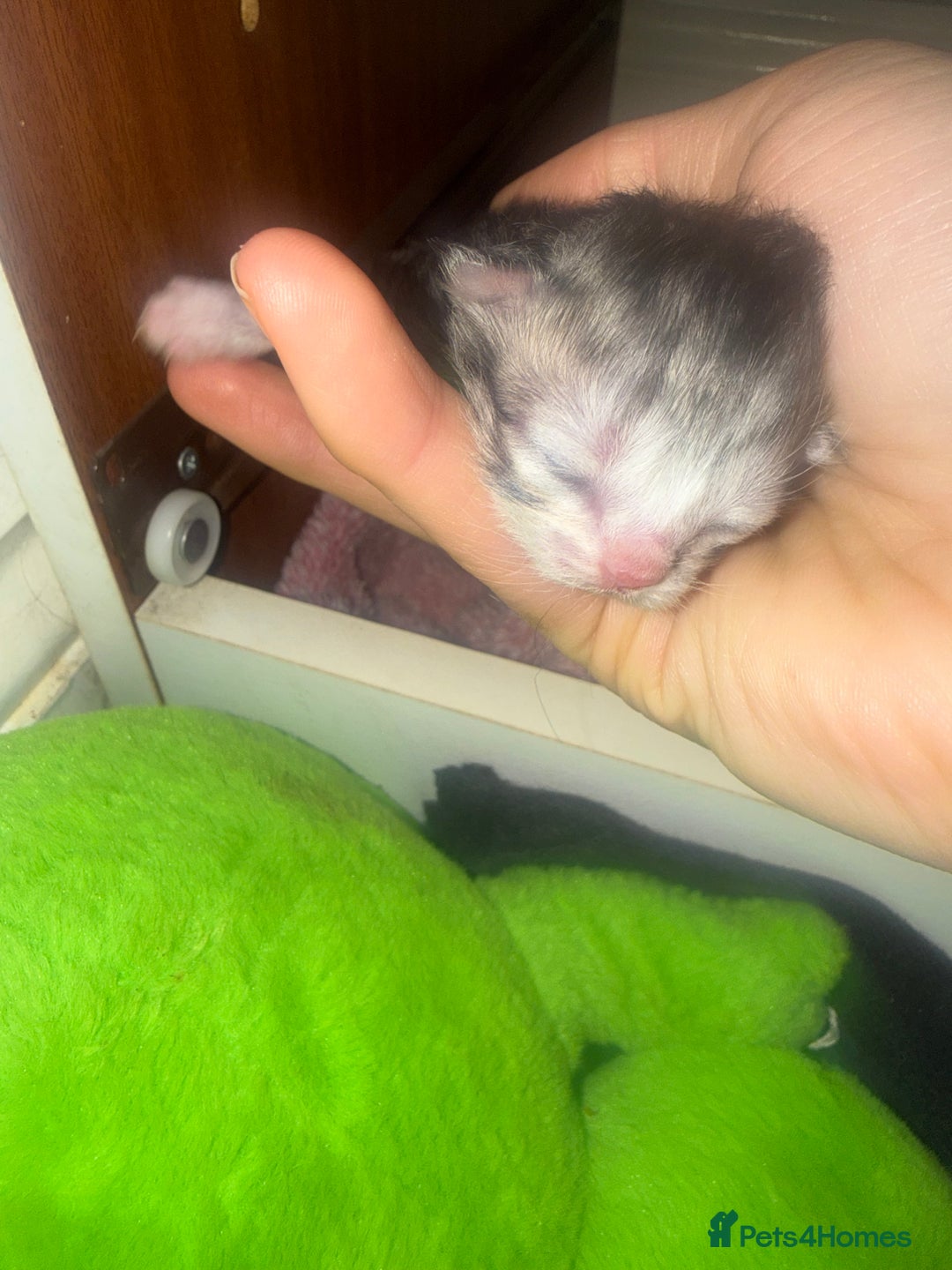 Persian cats for sale: Persian kittens  - Advert 5