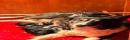 Border Collie dogs for sale: 2 Beautiful Collie Dogs for sale  - Advert 1
