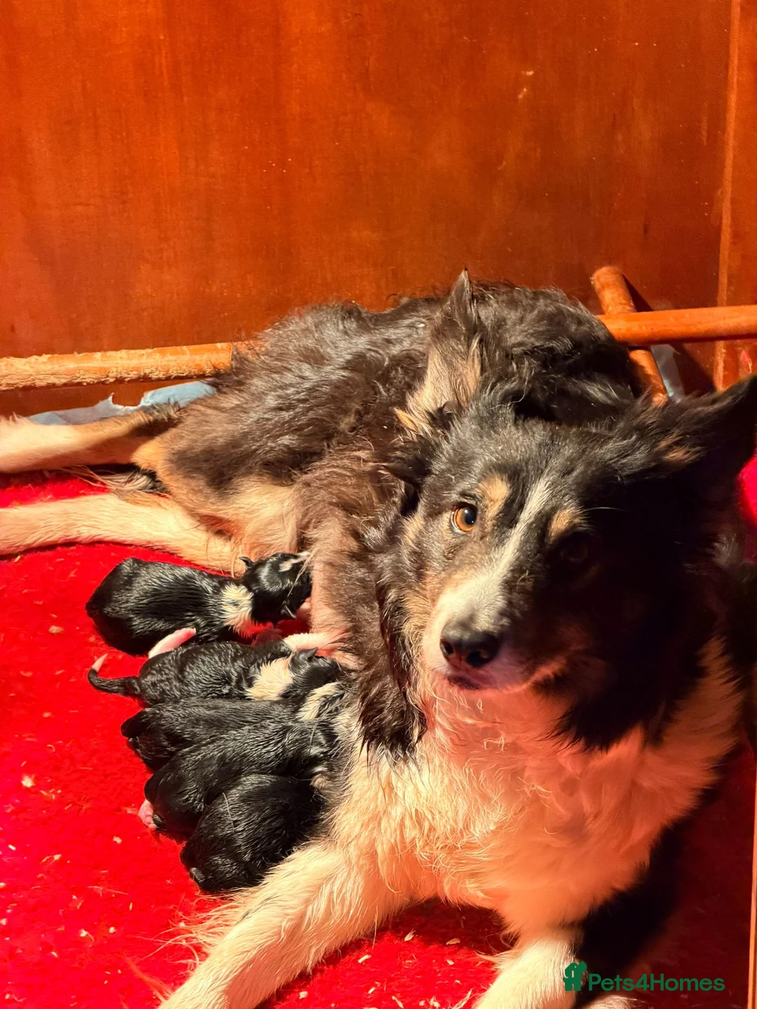Border Collie dogs for sale: 2 Beautiful Collie Dogs for sale  - Advert 1