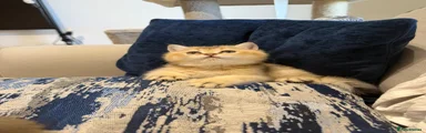Scottish Fold 3
