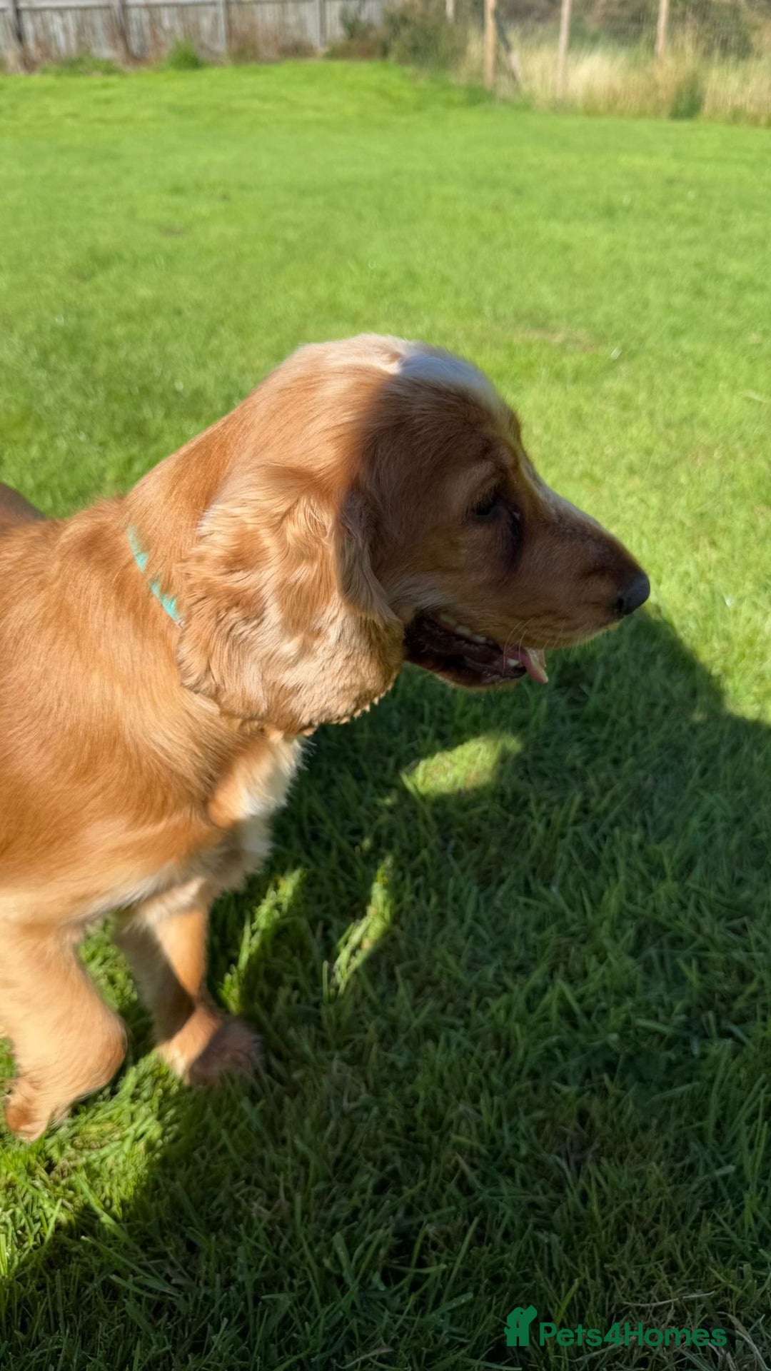 Cocker Spaniel dogs for stud: Honey - Advert 11