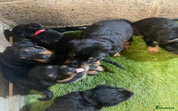 Rottweiler dogs for sale: Rotty/rottweiler puppies - Image 14