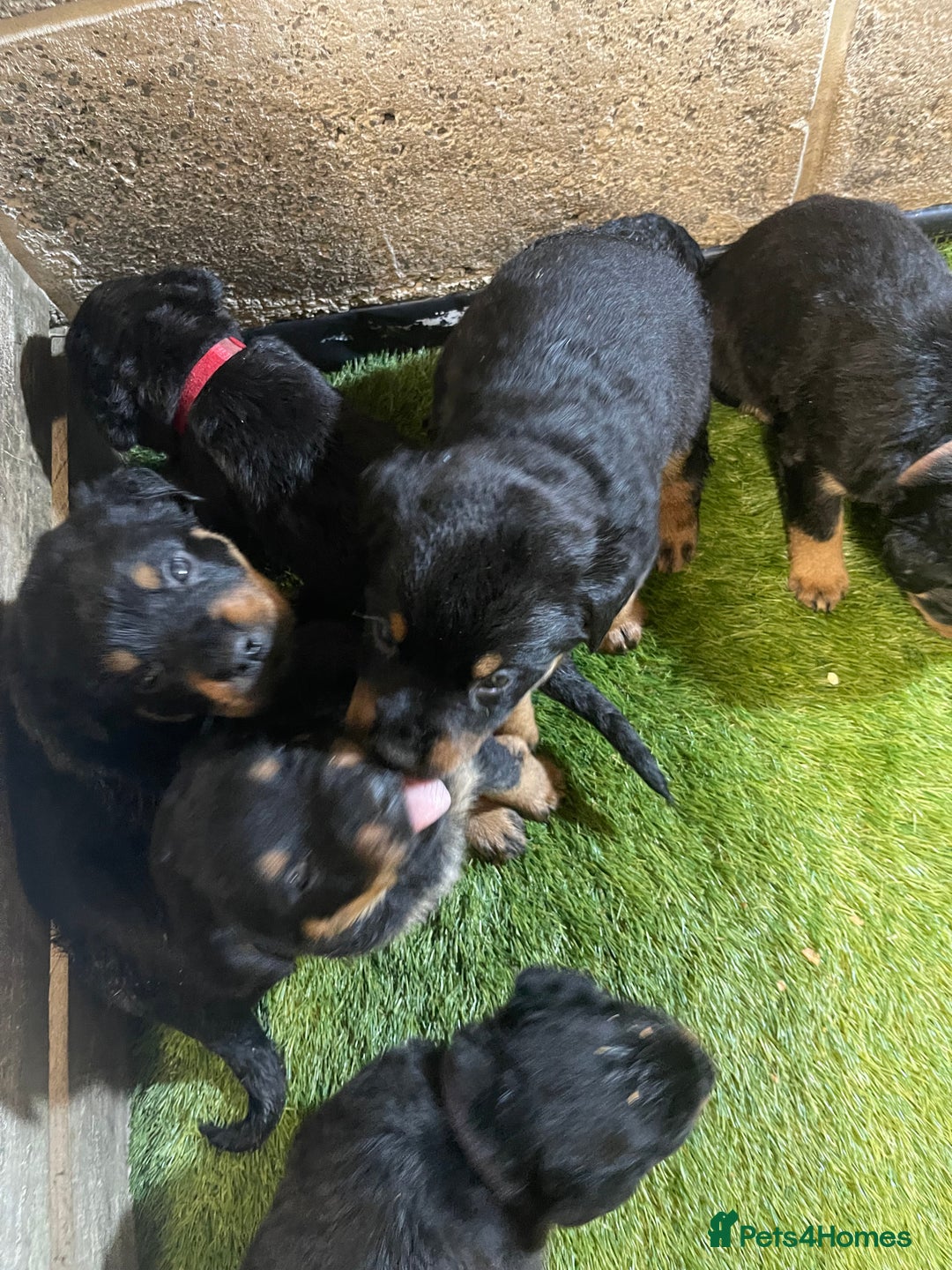 Rottweiler dogs for sale: Rotty/rottweiler puppies - Image 14