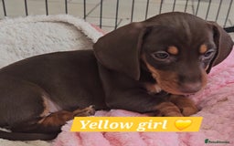 Miniature Dachshund dogs for sale:  Miniature Dachshunds ready to go Friday 19th Sept - Image 18