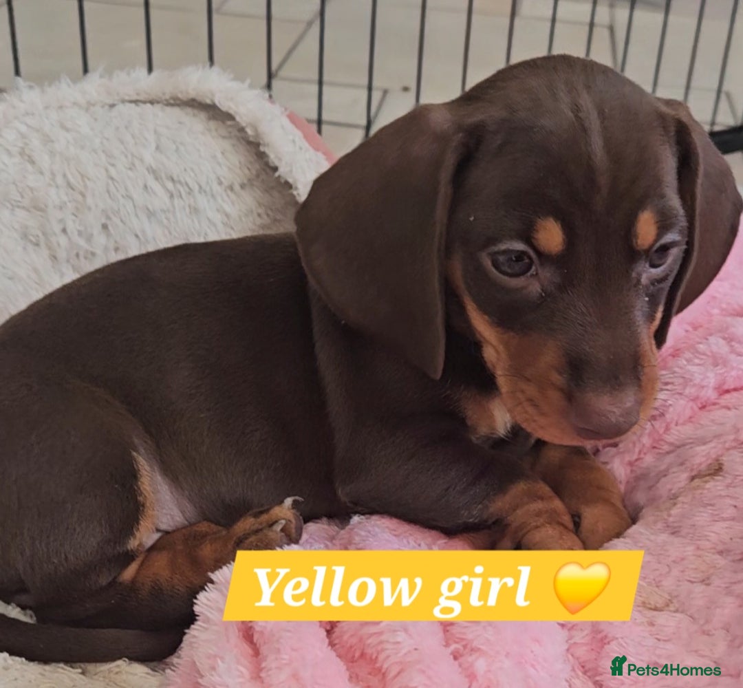 Miniature Dachshund dogs for sale:  Miniature Dachshunds ready to go Friday 19th Sept - Image 18