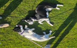 Border Collie dogs for sale: 7 Month Old Border Collie - Image 5