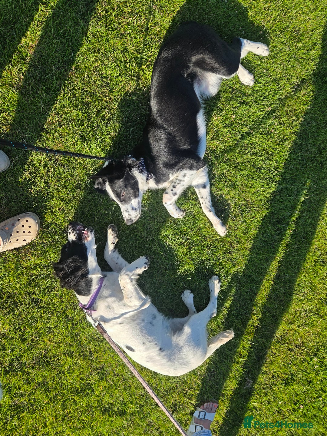 Border Collie dogs for sale: 7 Month Old Border Collie - Image 5