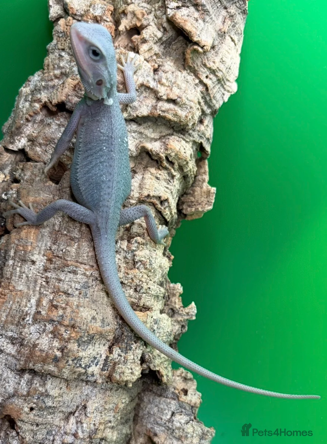 Bearded Dragon reptiles for sale: Zero bearded dragons and others  - Advert 14