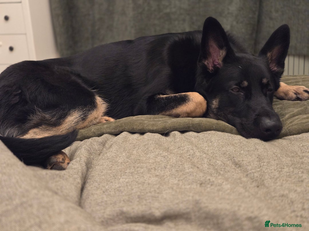 German Shepherd dogs for sale: Male 10 month old German Sheppard  - Advert 5