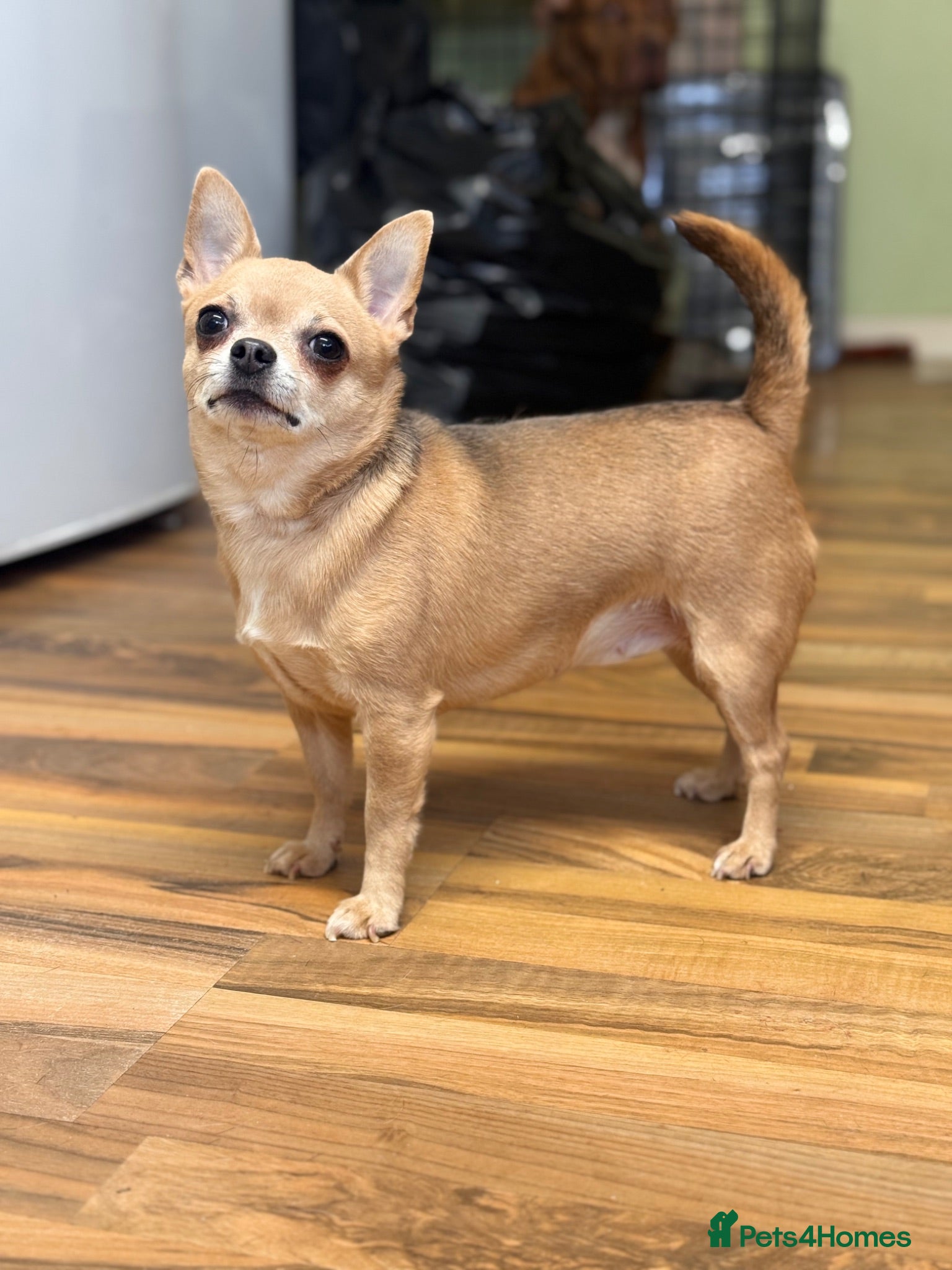 Chihuahua dogs 2 stunning chihuahuas - Advert 1