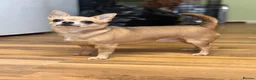 Chihuahua dogs for sale: 2 stunning chihuahuas - Advert 1