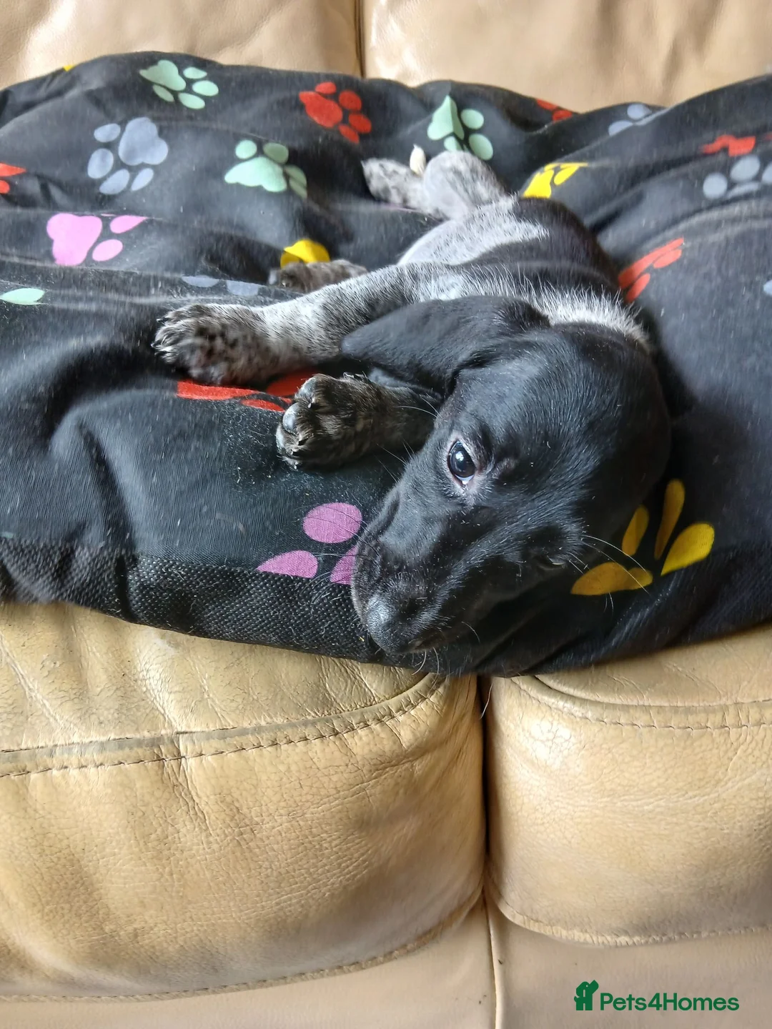 Mixed Breed dogs for sale: KC Basset Hound x KC German Shorthaired Pointer  - Advert 39
