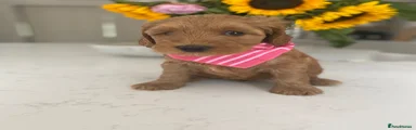 Australian Labradoodle 6
