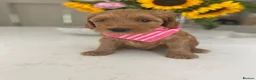 Australian Labradoodle dogs for sale: Australian labradoodles - Advert 22