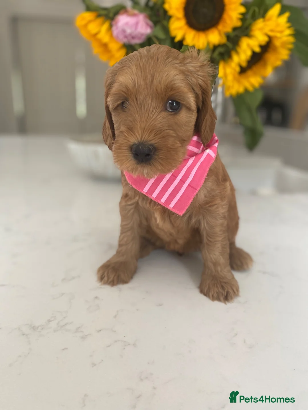 Australian Labradoodle dogs for sale: Australian labradoodles - Advert 22