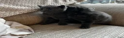 Russian Blue cats for sale: Two beautiful Russian blue kittens for sale  - Advert 13