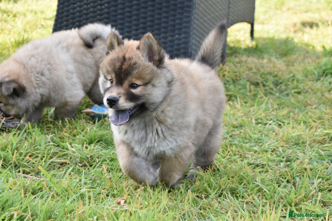 Chow Chow dogs for sale: Genuine Teddy Bear Chowski Puppies - Image 10