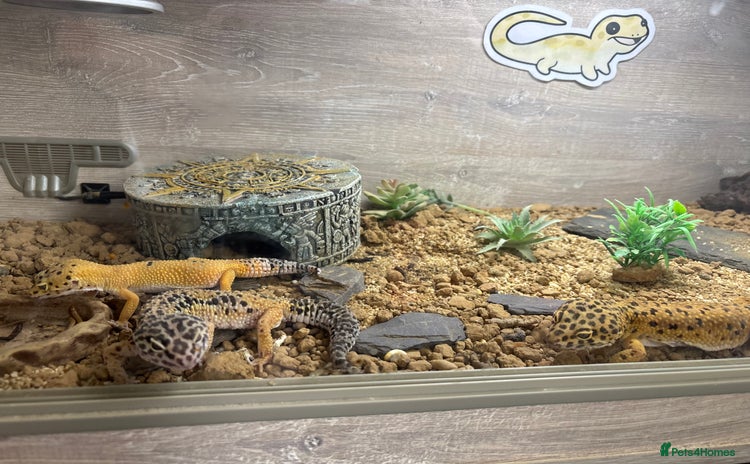 Leopard Gecko reptiles - Advert 2