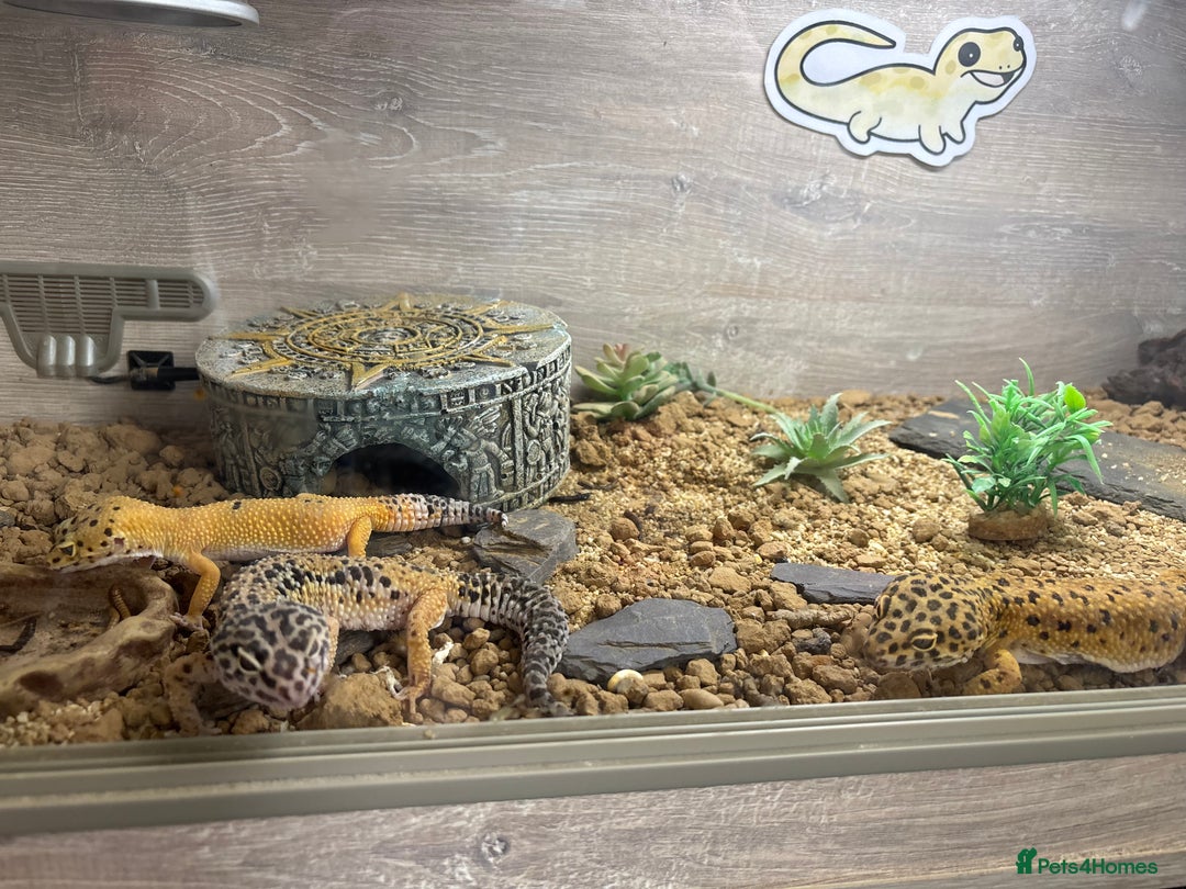 Leopard Gecko reptiles for sale: Large Viv complete with 3 leopards - Image 1