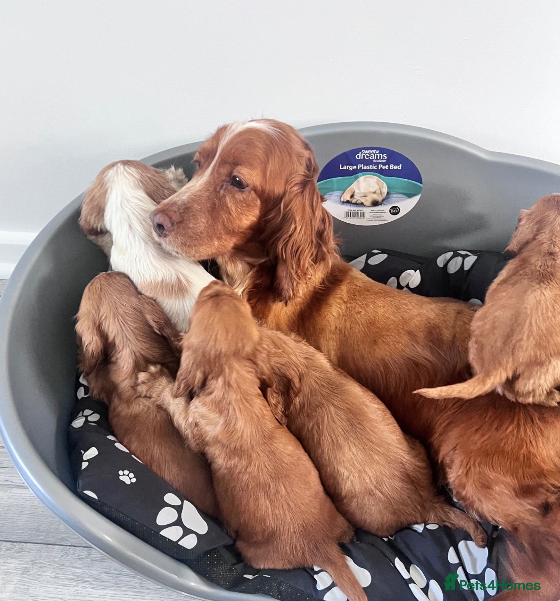 Cocker Spaniel dogs Ready now 1 boy ‼️Cocker spaniels - Advert 2