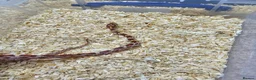 Corn Snake reptiles for sale: Corn snake  in Leicester - Advert 24