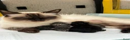 Maine Coon cats for stud: **NEW BOY ** Fluffballs Alberto Main Coon Studd - Advert 7