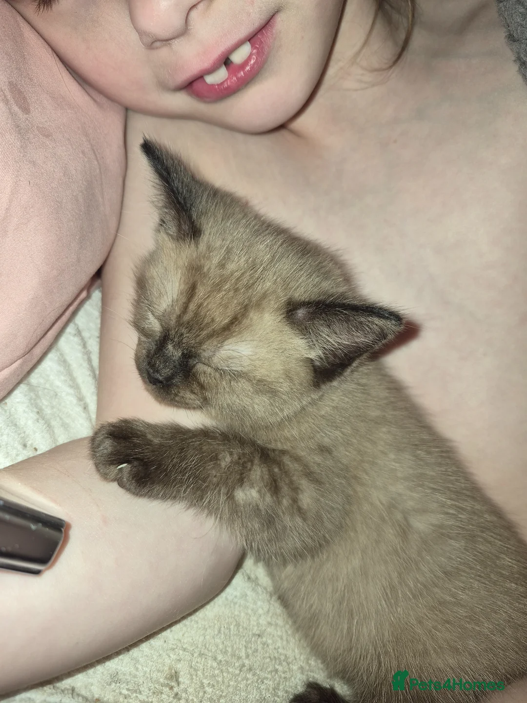 Ragdoll cats for sale: Ragdoll cross tabby lynx  - Advert 40