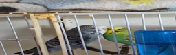 Budgerigars birds for sale: Bonded budgies in Falmouth - Advert 3