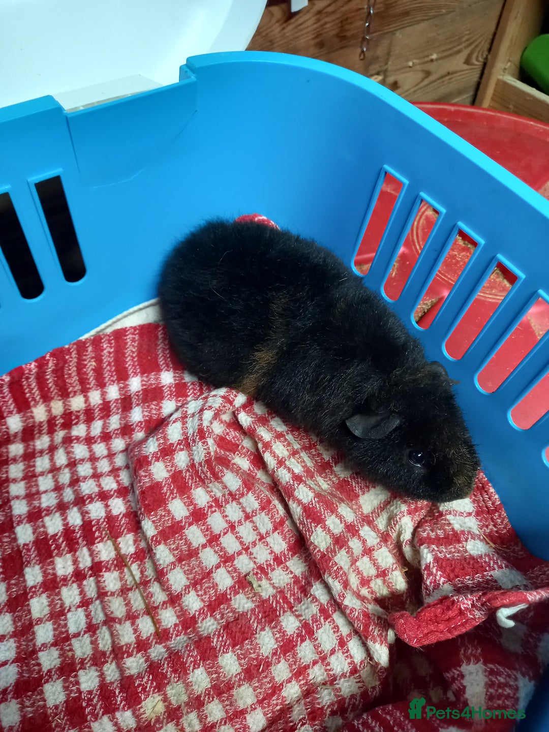 Guinea Pig rodents for sale: Teddy baby guinea-pigs  - Advert 10