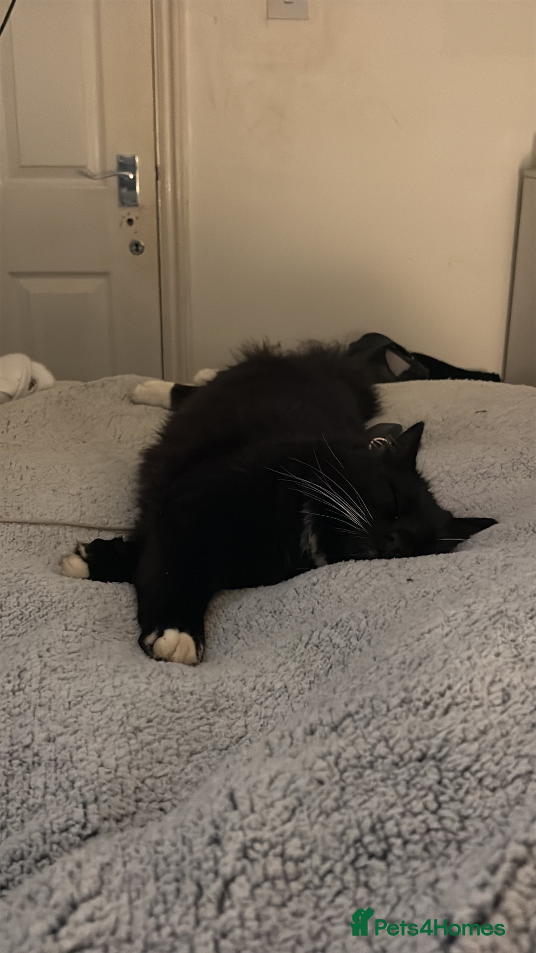 Maine Coon cats for sale: gorgeous maine coon 11 months old  - Advert 10