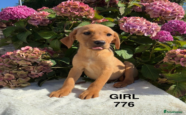 Labrador Retriever dogs - Advert 10