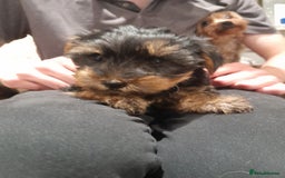 Yorkshire Terrier dogs for sale: Yorkshire terrier puppies  - Image 5