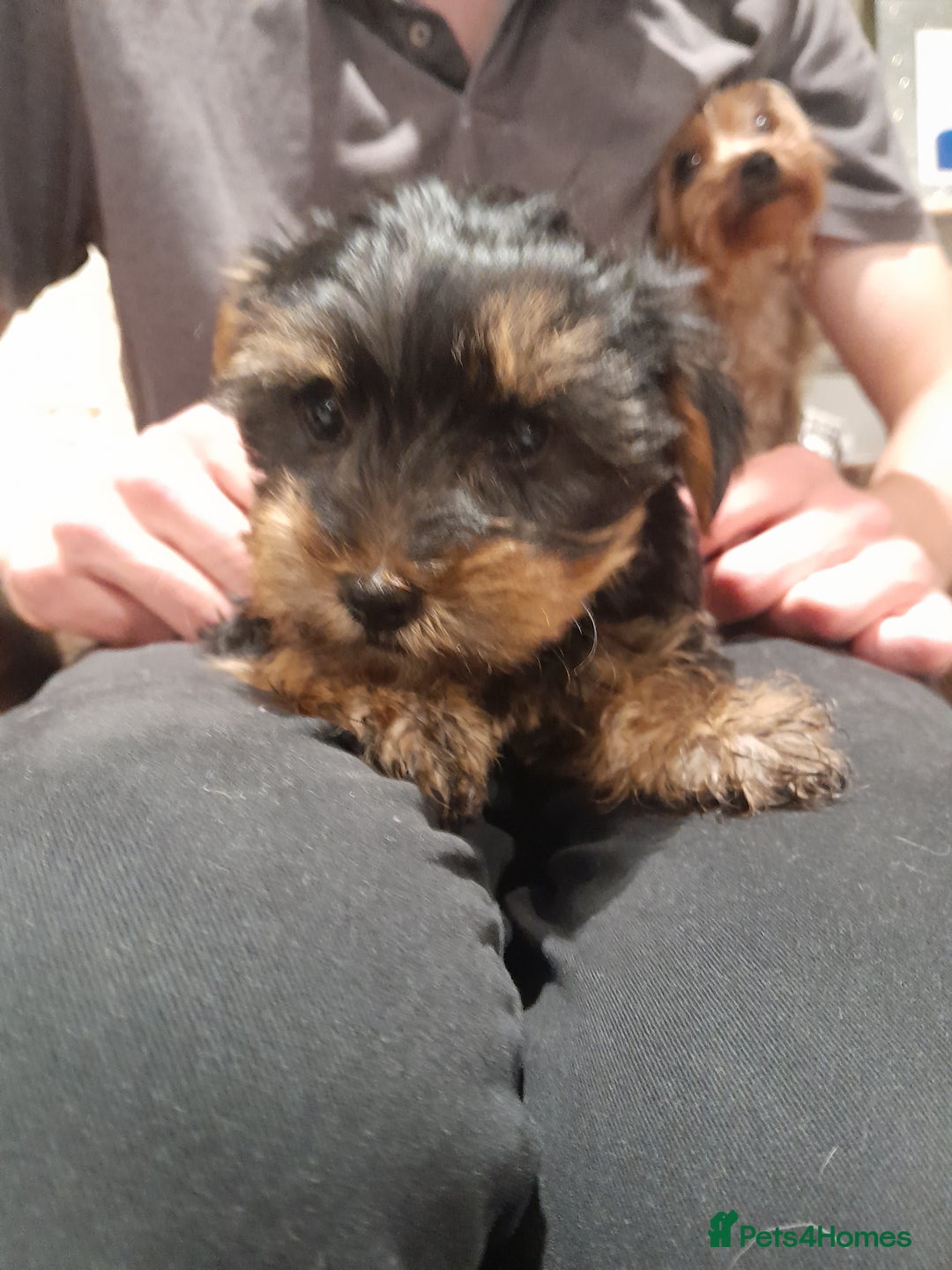 Yorkshire Terrier dogs for sale: Yorkshire terrier puppies  - Image 5